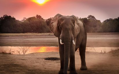 Elephant House Sanctuary – No Riding